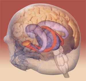 人間の脳─記憶のシステム
